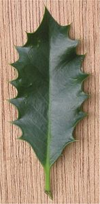 Ilex aquifolium'da dikenli yaprak marjı.