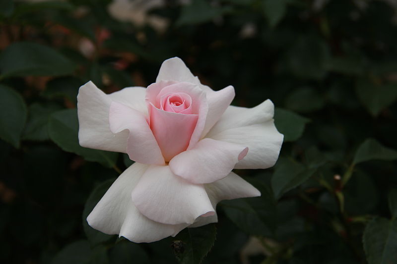 File:Hybrid Tea Rose Rosa 'A Whiter Shade of Pale'.jpg