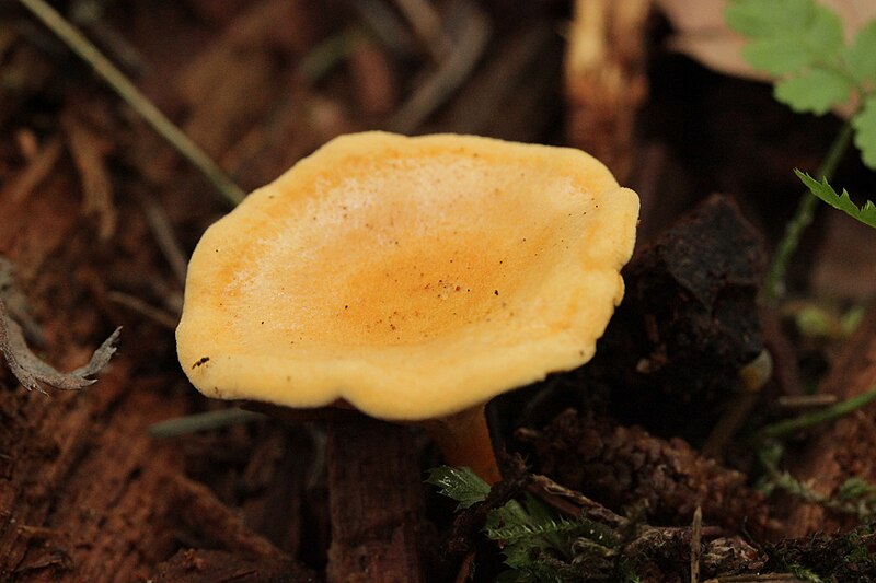 File:Hygrophoropsis aurantiaca (43395376840).jpg