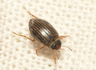 <i>Hygrotus nigrolineatus</i> Species of beetle