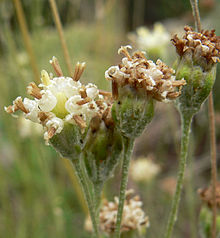 Hymenopappus filifolius var eriopodus 4.jpg