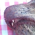 Hyrax incisors closeup.jpg