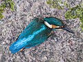 * Nomination Common kingfisher (Alcedo atthis) that flew into a window and died. By User:Famberhorst --BigDom 16:25, 29 June 2023 (UTC) * Promotion  Support Poor fellow - good quality --Grunpfnul 17:39, 29 June 2023 (UTC)