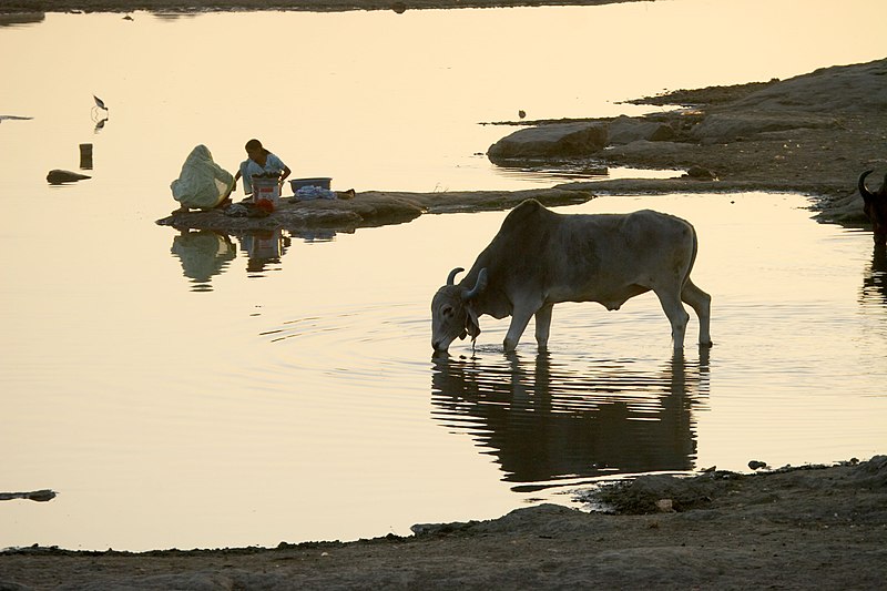 File:ILRI, Stevie Mann - Women washing and cow drinking at a river in Rajasthan, India.jpg