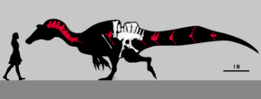 Desenho de fóssil pescoço, costelas, espinha dorsal, pélvis e ossos da cauda sobrepostos à silhueta de um dinossauro, com a silhueta de um humano à esquerda