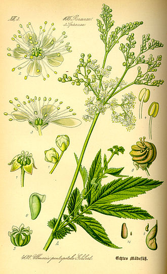 330px-Illustration_Filipendula_ulmaria0.jpg