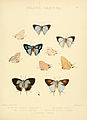 Illustrations of diurnal Lepidoptera Plate 20