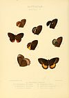 Illustrations of new species of exotic butterflies Pronophila IV.jpg