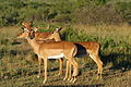 Un grup de impala în Africa de Sud