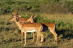 Impala: Kännetecken, Utbredning, habitat och underarter, Levnadssätt