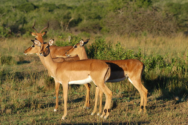 Soubor:Impala.JPG