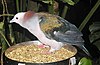 Imperial.pigeon.750pix.jpg