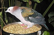 Green imperial-pigeon, Ducula aenea Imperial.pigeon.750pix.jpg