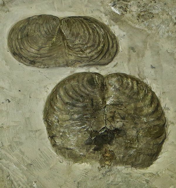 Palaeontologists are limited to morphological evidence when deciding whether fossil life-forms like these Inoceramus bivalves formed a separate specie