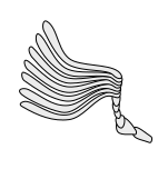 File:Insect-antenna lamellate.svg