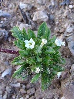 <i>Ipomopsis polycladon</i> Species of flowering plant