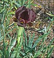 Iris atropurpurea, Ness Ziona, Israel