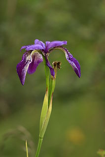 <i>Iris clarkei</i> species of plant