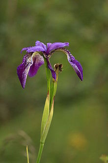 Květ Iris clarkei. JPG