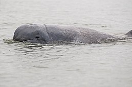 Irrawaddy dolphin-Orcaella brevirostris by 2eight.jpg