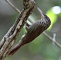 Thumbnail for Ivory-billed woodcreeper