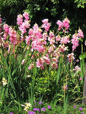 Ixia African Corn Lilies.jpg