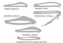 Wing bone adaptations in the jacanas Jacanidae wing bones.svg