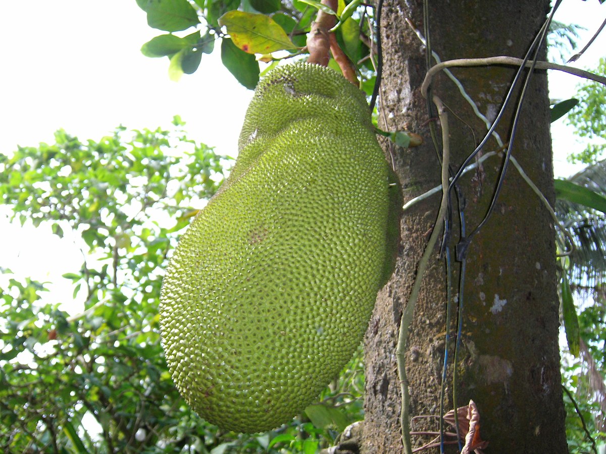 File:Poki poki from jackfruit.jpg - Wikimedia Commons