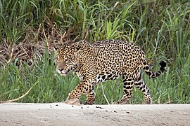 Jaguar (Panthera onca palustris) male Three Brothers River 2.jpg