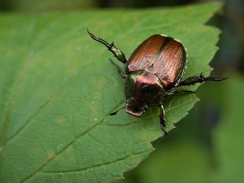 Japanese Beetle (Popillia japonica)