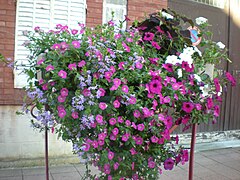 A planter in town, on Rue Pasteur