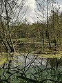 Jezioro Lipieniec Mały na Wysoczyźnie Polanowskiej w rezerwacie przyrody Skotawskie Łąki.