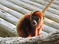 * Nomination Baby Venezuelan red howler (Alouatta seniculus) -- Jiel 0:22, 31 March 2017 (UTC) * Decline  Oppose Sorry, but the face is blurred. --A.Savin 01:41, 31 March 2017 (UTC)