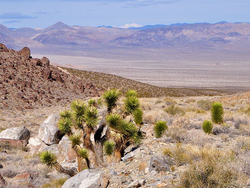 File:JoshuaTreeEurekaValley.jpg