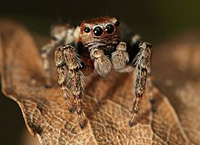 araignée saut d'obstacles - Evarcha falcata.jpg