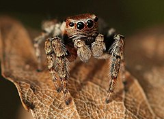 Jumping spider - Evarcha falcata.jpg