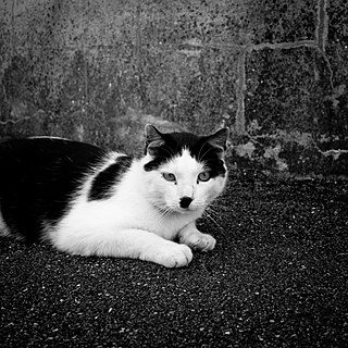 Cats That Look Like Hitler is a satirical website featuring photographs of cats resembling Adolf Hitler, dictator of Germany from 1933 to 1945. Such cats are often referred to as Kitlers on the internet. Most of the cats are piebald, with a large black splotch underneath its nose, much like the dictator's toothbrush moustache, and other features that suggest a typically stern expression. Some have diagonal black patches on their heads resembling Hitler's fringe. The site was founded by Koos Plegt and Paul Neve in 2006 and became widely known after being featured on several television programmes across Europe and Australia. The site is now run only by Neve; as of February 2013 he had approved photographs of over 7,500 cats. The site is seemingly no longer maintained, as the webpage has not been updated since April 2014.