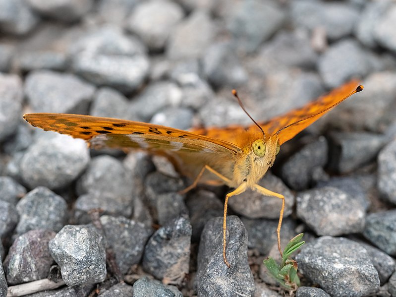 File:Kaisermantel (Argynnis paphia) 6170397.jpg