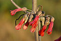 K. daigremontiana flowers closeup