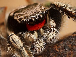 Glossary Of Spider Terms