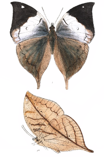 <i>Kallima knyvetti</i> Species of butterfly