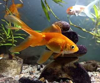 Goldfish freshwater fish, common in aquariums