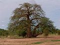 Baobabas Kajeso savanose