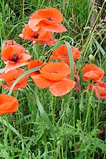 Papaver dubium üçün miniatür