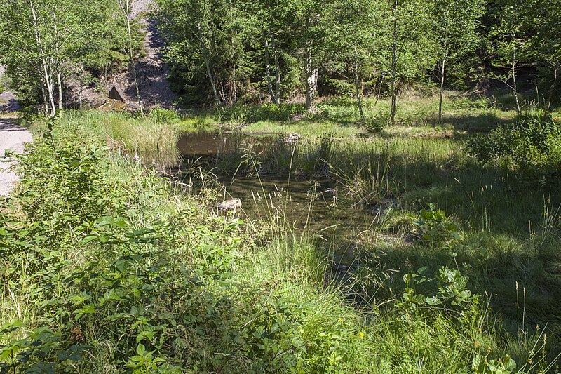 File:Kleiner Tümpel beim Krummetalstein 4.jpg