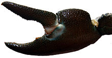 A white oval patch at the joint of the fingers of the claw distinguishes this species. Kraftklo-1.jpg