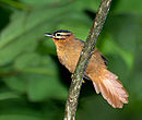 aves De Argentina