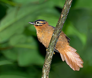 <span class="mw-page-title-main">Black-capped foliage-gleaner</span> Species of bird