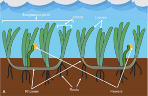 Seagrasses differ from seaweeds. Where seaweeds use holdfasts to secure them to the seafloor and internally transport nutrients by diffusion, seagrasses are flowering plants with a rhizome and root system connecting them to the seafloor and a vascular system for internal transport. Labelled drawing of seagrass plants.png