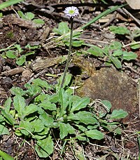 Lagenophora stipitata